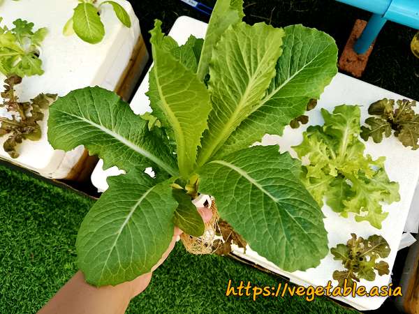 ชุดปลูกผักไฮโดรโปนิกส์เริ่มต้น product picture