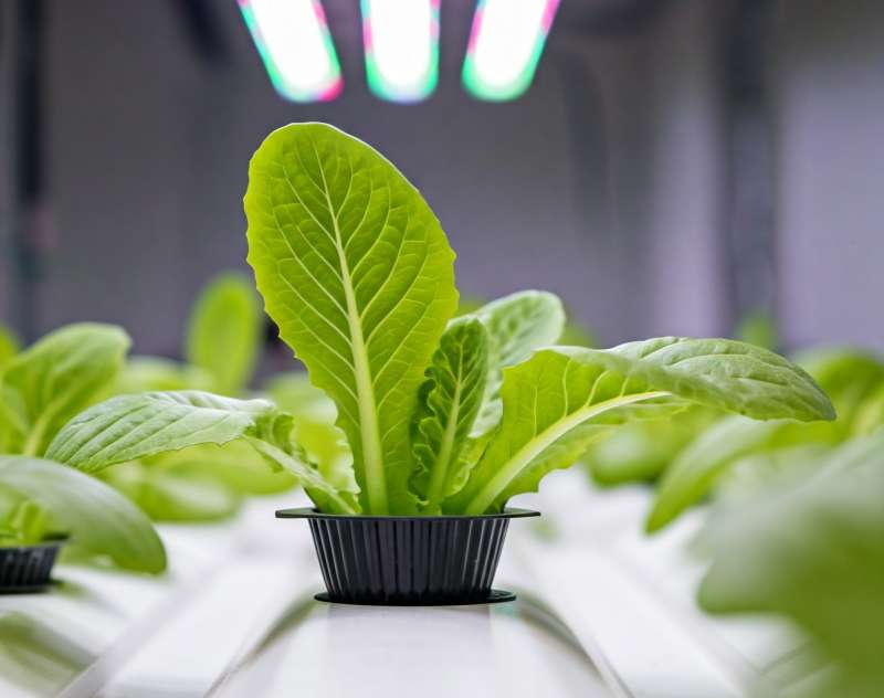 ระดับน้ำในรางปลูกผักสลัดไฮโดรโปนิกส์ ควรสูงเท่าไหร่? product picture