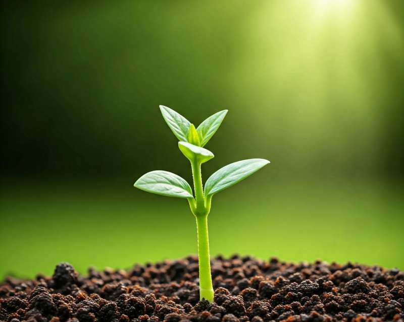 NPK คืออะไร? ทำไมจึงสำคัญกับพืชที่ปลูก product picture