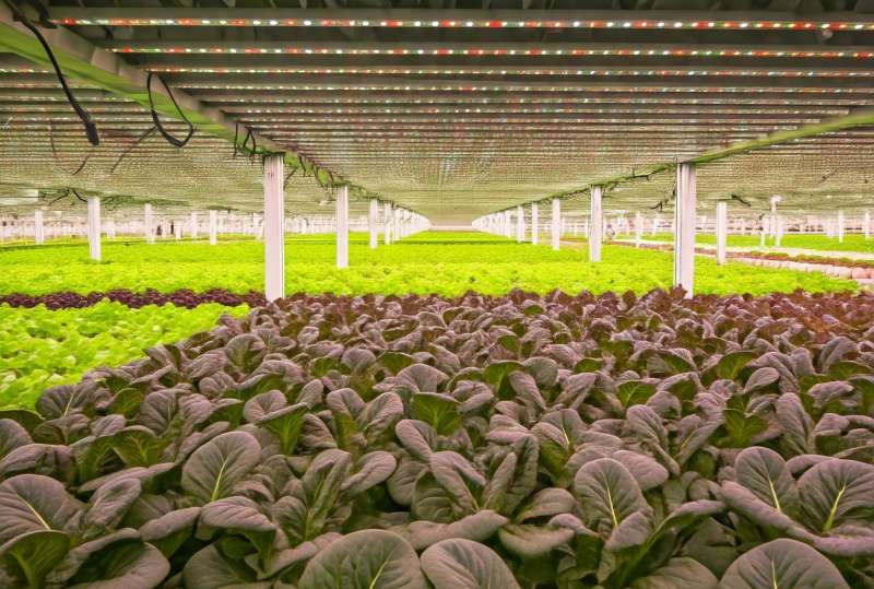 ปฏิวัติการเกษตรยุคใหม่กับโรงงานผลิตพืช product picture