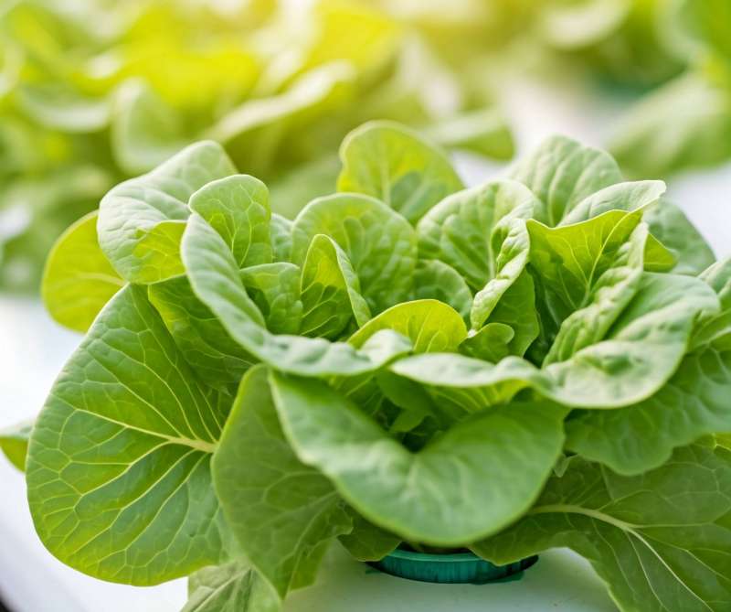 รายชื่อผักสลัดที่มีสารต้านอนุมูลอิสระ product picture