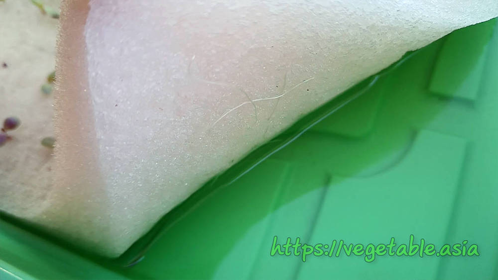 ขั้นตอนปลูกผักไฮโดรโปนิกส์