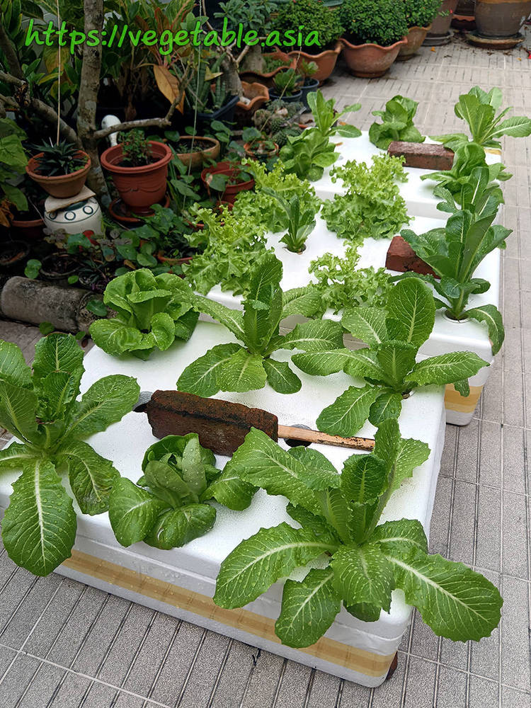 ขั้นตอนปลูกผักไฮโดรโปนิกส์